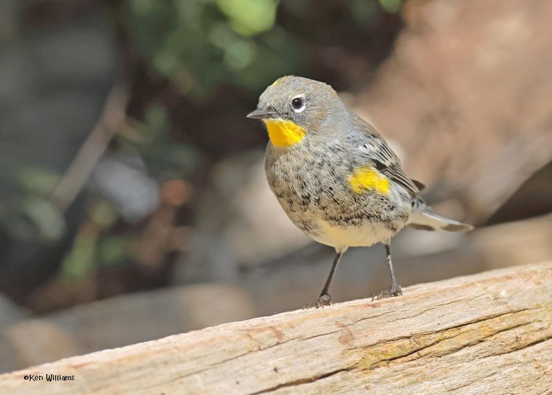 Yellow-rumped Warbler - Audubon, Capulin Spring, Sandia Mts, NM, 8-31-2024__3443z.jpg