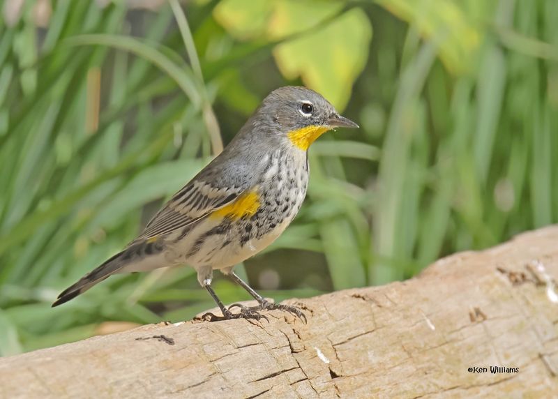 Yellow-rumped Warbler - Audubon, Capulin Spring, Sandia Mts, NM, 9-12-2024_6364z.jpg