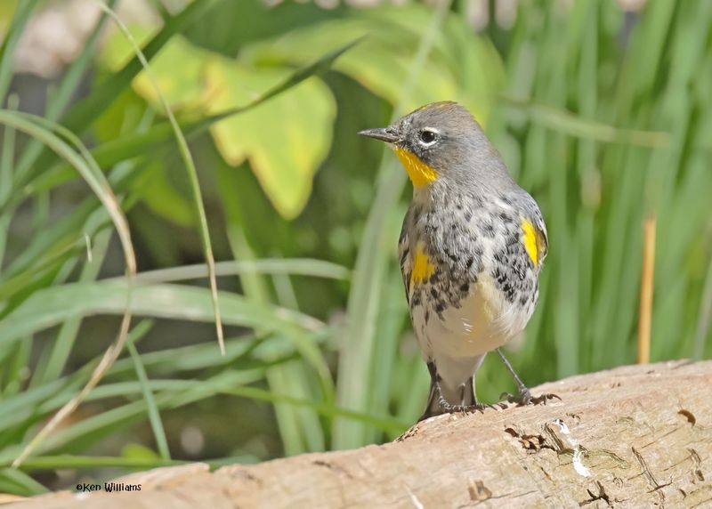 Yellow-rumped Warbler - Audubon, Capulin Spring, Sandia Mts, NM, 9-12-2024_6370z.jpg