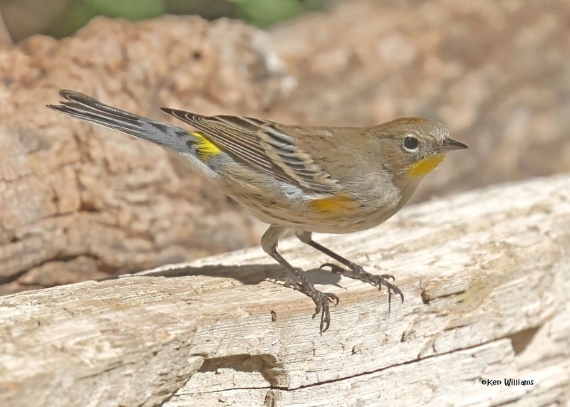 Yellow-rumped Warbler - Audubon, Capulin Spring, Sandia Mts, NM, 9-12-2024_6429zD.jpg
