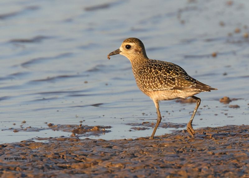 : American Golden Plover :