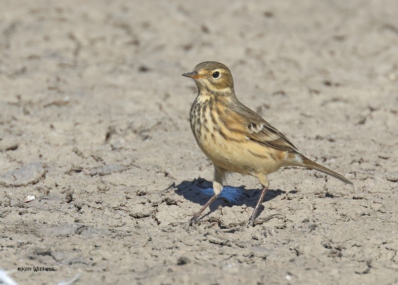 American Pipit, Oologah Lake, OK, 9-25-2024_8974z.jpg