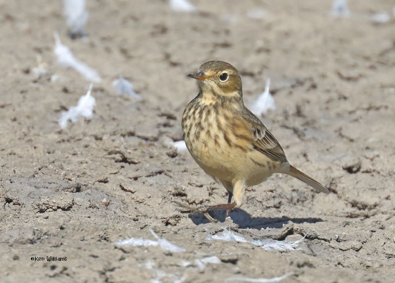 American Pipit, Oologah Lake, OK, 9-25-2024_9021z.jpg