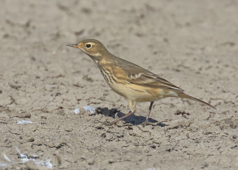 American Pipit, Oologah Lake, OK, 9-25-2024_9070z.jpg