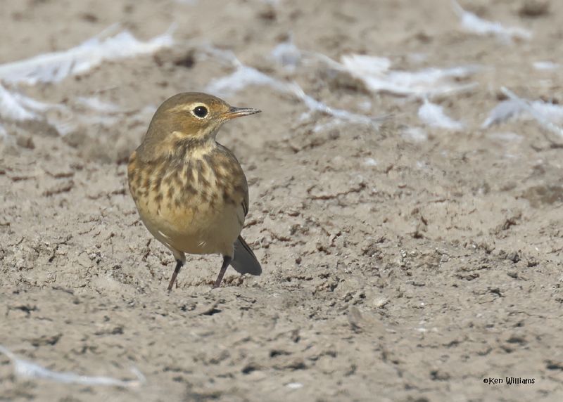American Pipit, Oologah Lake, OK, 9-25-2024_9088z.jpg