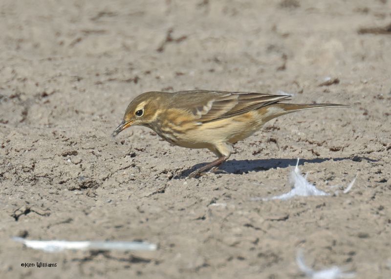 American Pipit, Oologah Lake, OK, 9-25-2024_9107z.jpg
