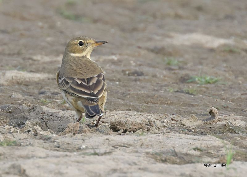 American Pipit, Oologah Lake, OK, 9-28-2024_1028z.jpg