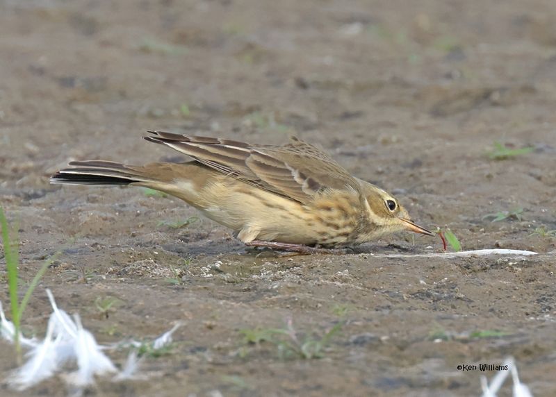 American Pipit, Oologah Lake, OK, 9-28-2024_1045z.jpg