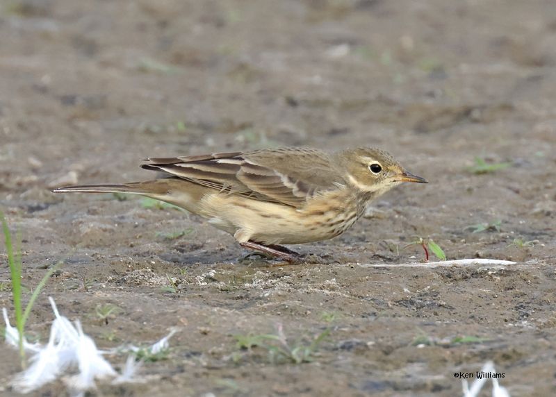 American Pipit, Oologah Lake, OK, 9-28-20244_1068z.jpg