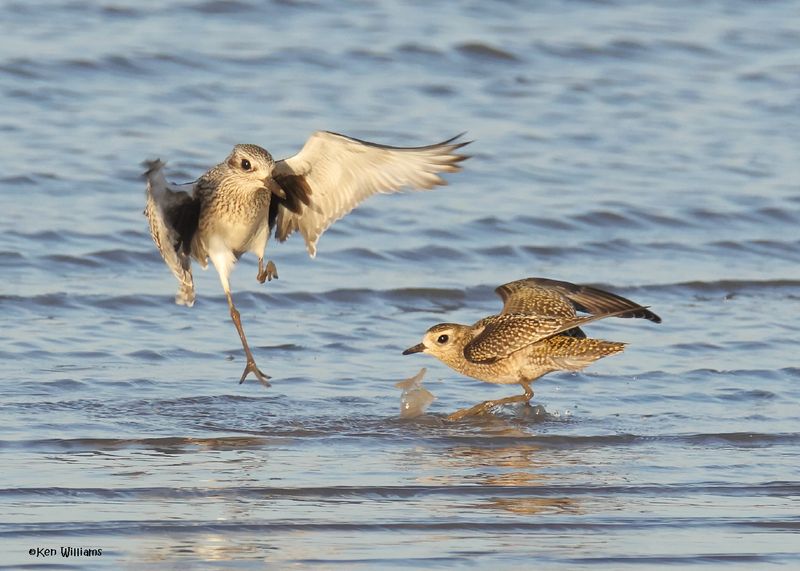 Black-bellied & American Golder Plover juveniles, Oologah Lake, OK, 10-3-2024_1396z.jpg