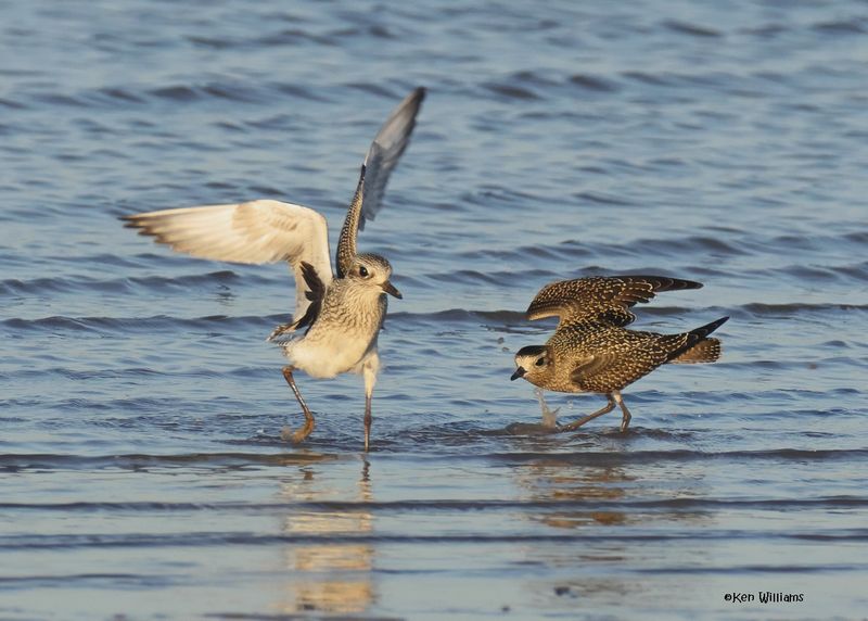 Black-bellied & American Golder Plover juveniles, Oologah Lake, OK, 10-3-2024_1398z.jpg