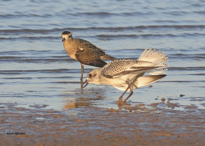 :  Plovers :