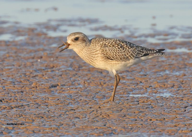Black-bellied Plover juvenile, Oologah Lake, OK, 10-3-2024_1532z.jpg