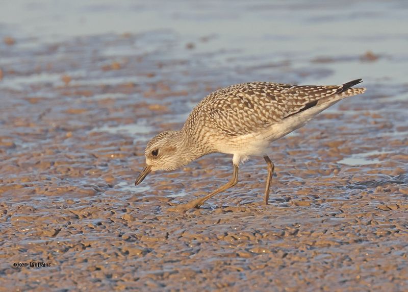 Black-bellied Plover juvenile, Oologah Lake, OK, 10-3-2024_1603z.jpg