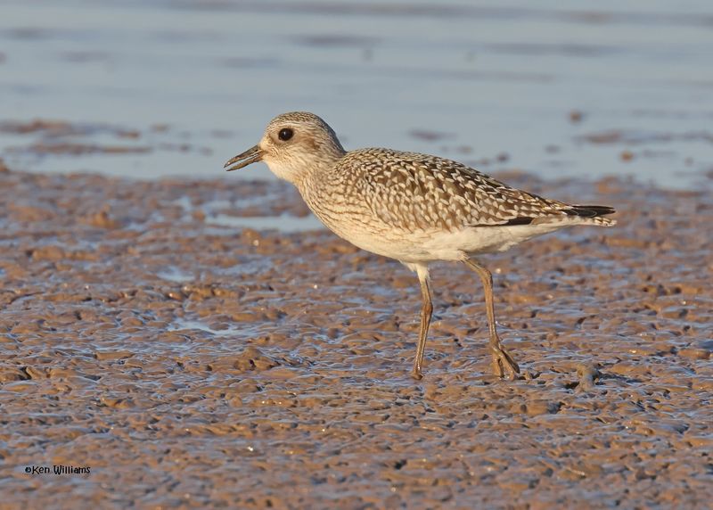 Black-bellied Plover juvenile, Oologah Lake, OK, 10-3-2024_1717z.jpg