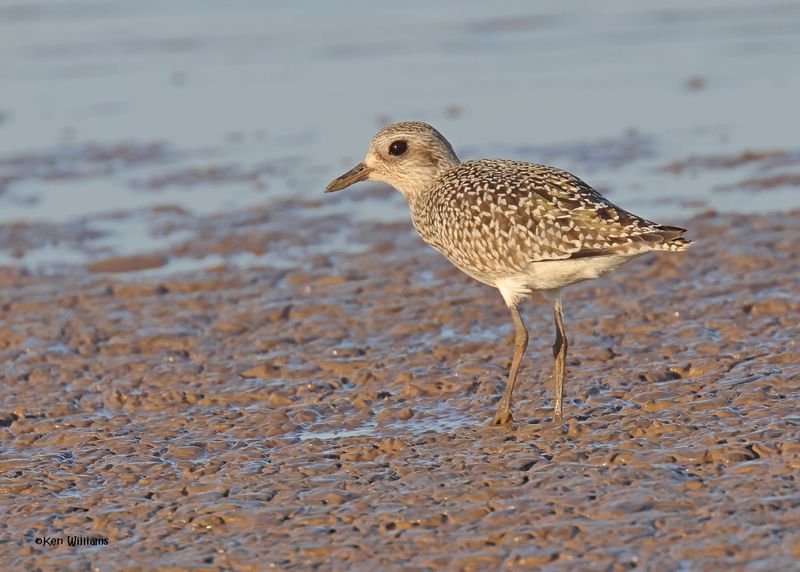 Black-bellied Plover juvenile, Oologah Lake, OK, 10-3-2024_1726z.jpg
