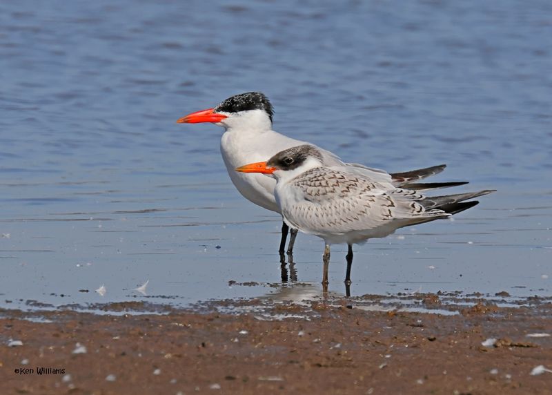 Caspian Tern juvenile & adult, Oologah Lake, OK, 9-25-2024_9323z.jpg