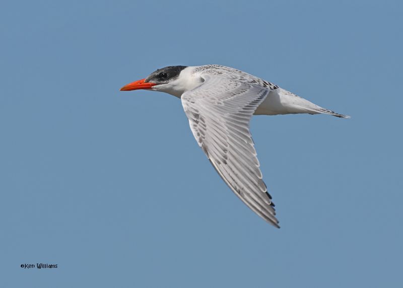 Caspian Tern juvenile, Oologah Lake, OK, 9-25-2024_9853z.jpg