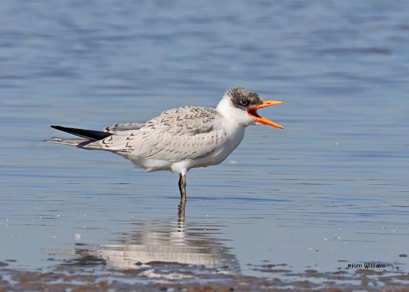 Caspian Tern juvenile, Oologah Lake, OK, 9-25-2024_9221z.jpg