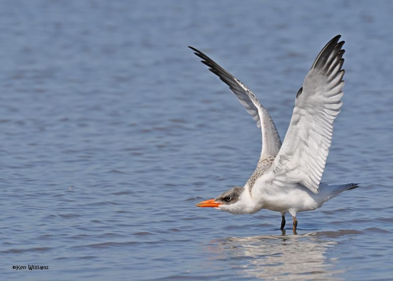Caspian Tern juvenile, Oologah Lake, OK, 9-25-2024_9587z.jpg