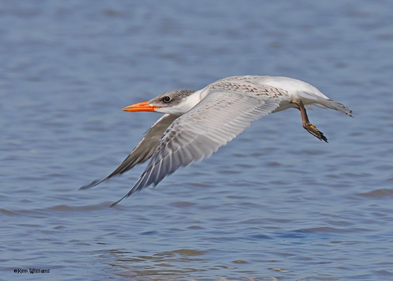Caspian Tern juvenile, Oologah Lake, OK, 9-25-2024_9615z.jpg