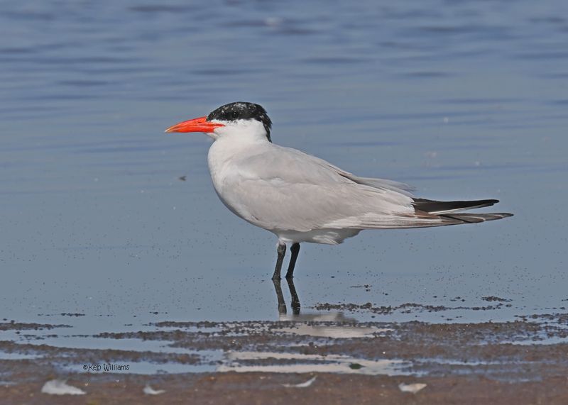Caspian Tern, Oologah Lake, OK, 9-25-2024_9240z.jpg