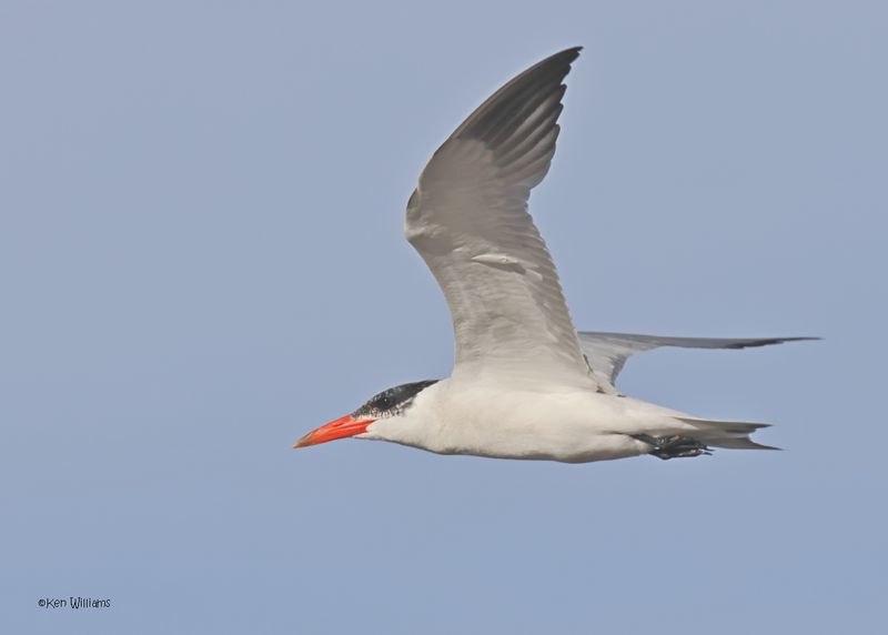 Caspian Tern, Oologah Lake, OK, 9-28-2024_0684z.jpg