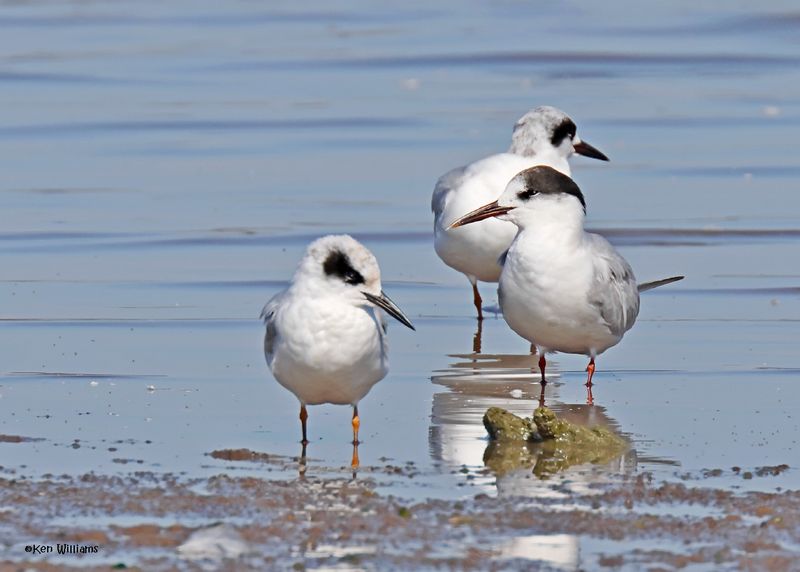 Common Tern, Oologah Lake, OK, 9-25-2024_9413z.jpg