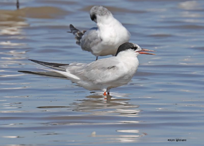Common Tern, Oologah Lake, OK, 9-25-2024_9747z.jpg