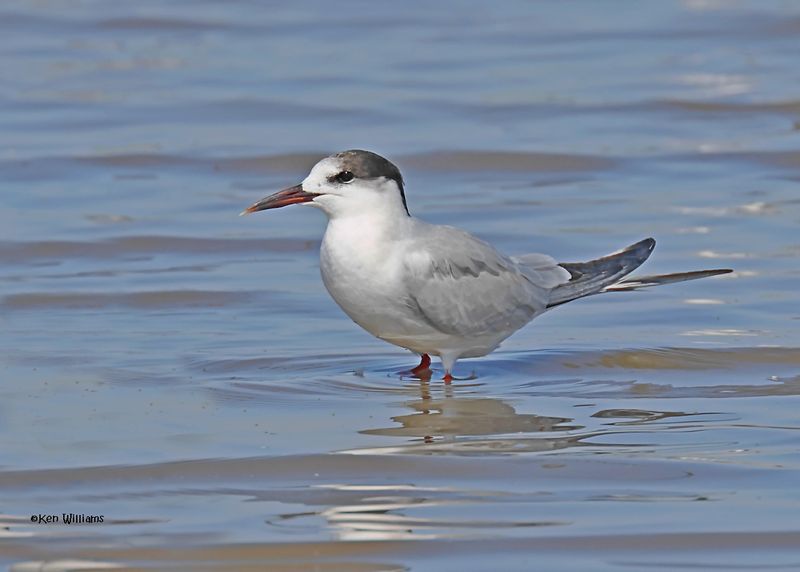 Common Tern, Oologah Lake, OK, 9-25-2024_9800z.jpg