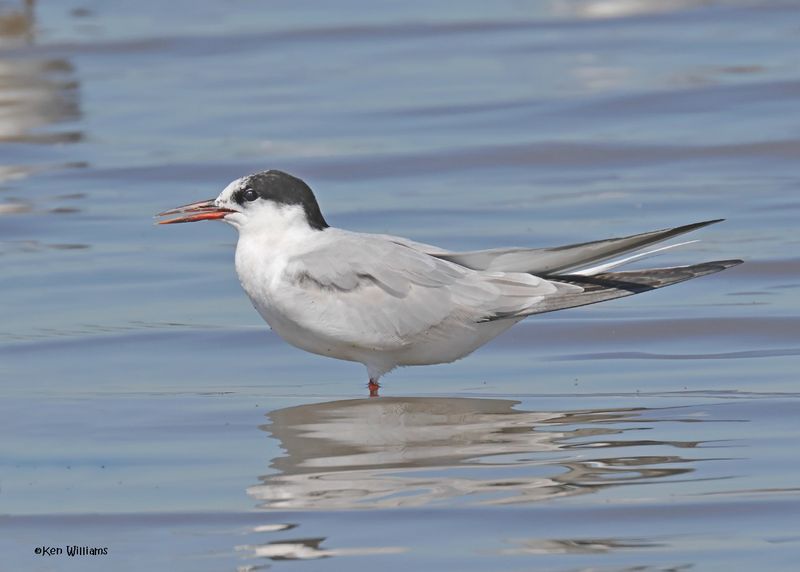 Common Tern, Oologah Lake, OK, 9-25-2024_9886z.jpg