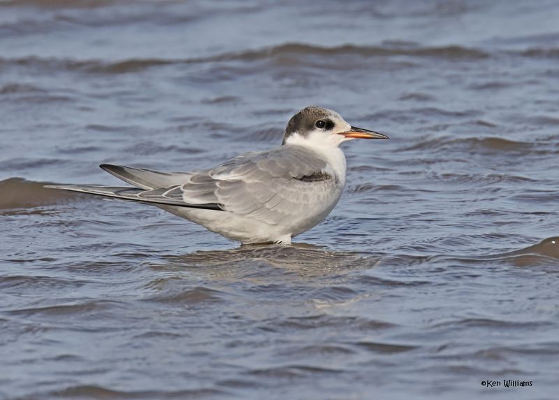 Common Tern juvenile, Oologah Lake, OK, 9-28-2024_0830z.jpg