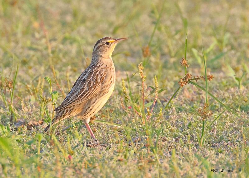 Eastern Meadowlark juvenile, Oologah Lake, OK, 10-7-2024_2232z.jpg