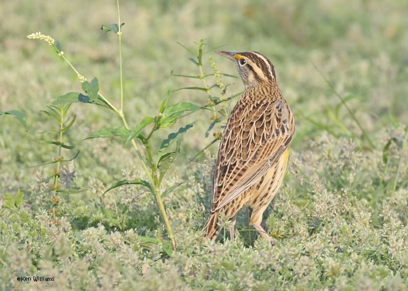 Eastern Meadowlark, Oologah Lake, OK, 10-7-2024_2448z.jpg
