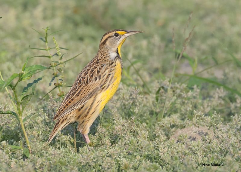 Eastern Meadowlark, Oologah Lake, OK, 10-7-2024_2476z.jpg