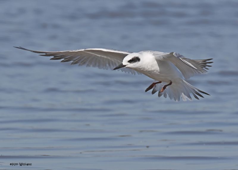 Forster's Tern adult winter plumage, Oologah Lake, OK, 9-25-2024_9564z.jpg