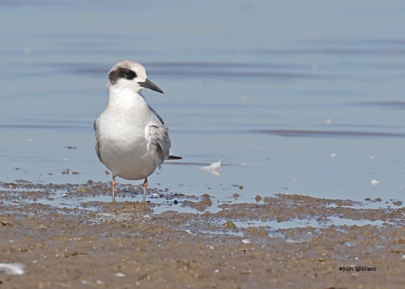 Forster's Tern juvenile, Oologah Lake, OK, 9-25-2024_9375z.jpg