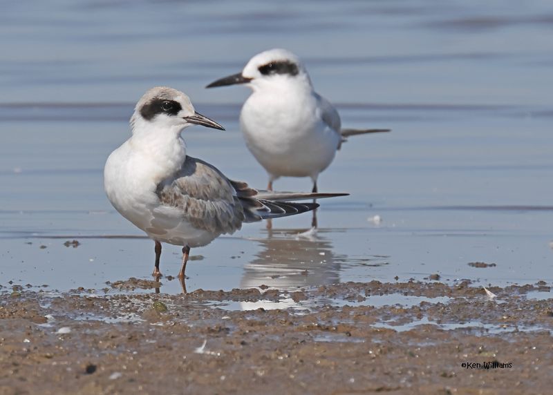 Forster's Tern juvenile, Oologah Lake, OK, 9-25-2024_9467z.jpg