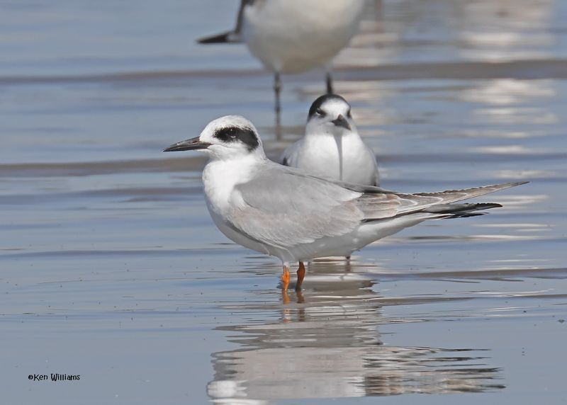 Forster's Tern juvenile, Oologah Lake, OK, 9-25-2024_9683z.jpg