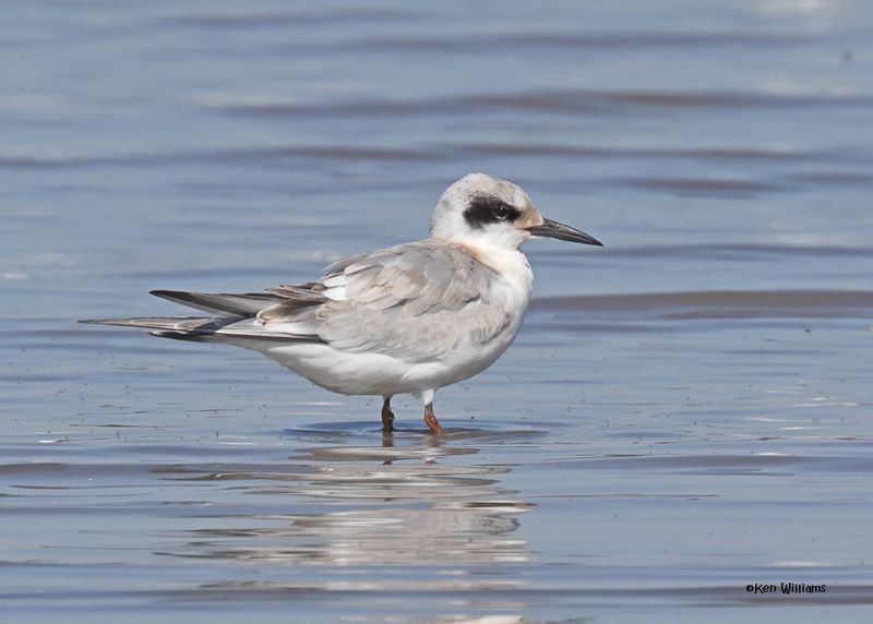 Forster's Tern juvenile, Oologah Lake, OK, 9-25-2024_9711z.jpg