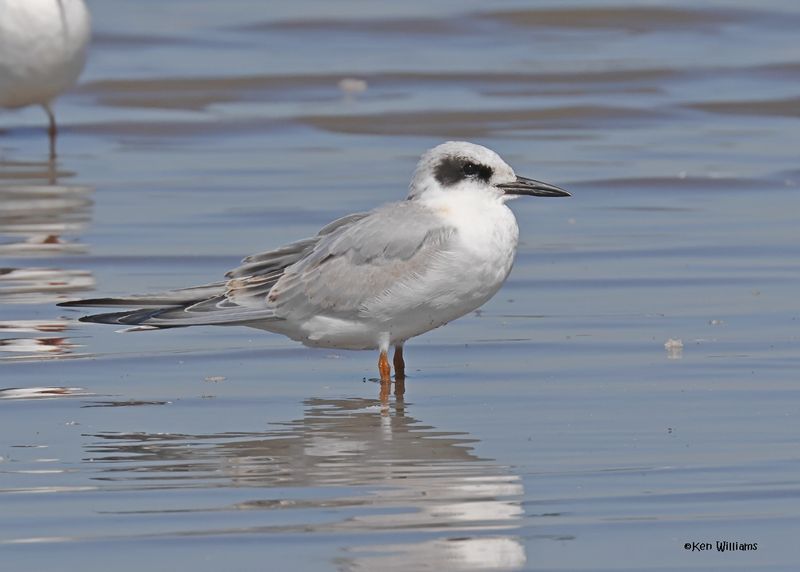 Forster's Tern juvenile, Oologah Lake, OK, 9-25-2024_9761z.jpg