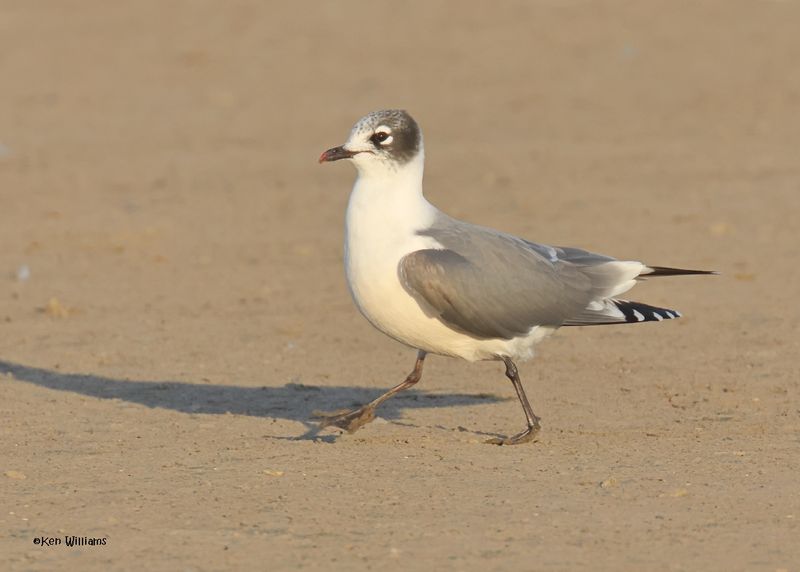 Franklin's Gull nonbreeding adult, Oologah Lake, OK, 10-14-2024_2820z.jpg