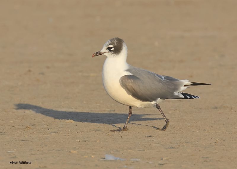 Franklin's Gull nonbreeding adult, Oologah Lake, OK, 10-14-2024_2826z.jpg