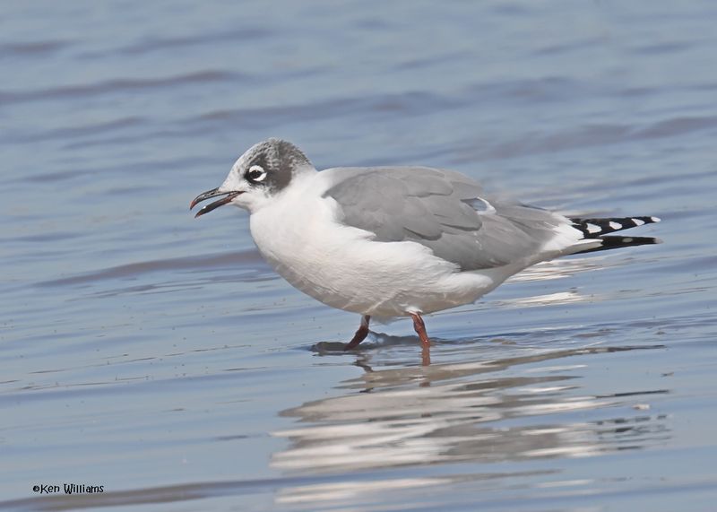 Franklin's Gull nonbreeding adult, Oologah Lake, OK, 9-25-2024_9526z.jpg