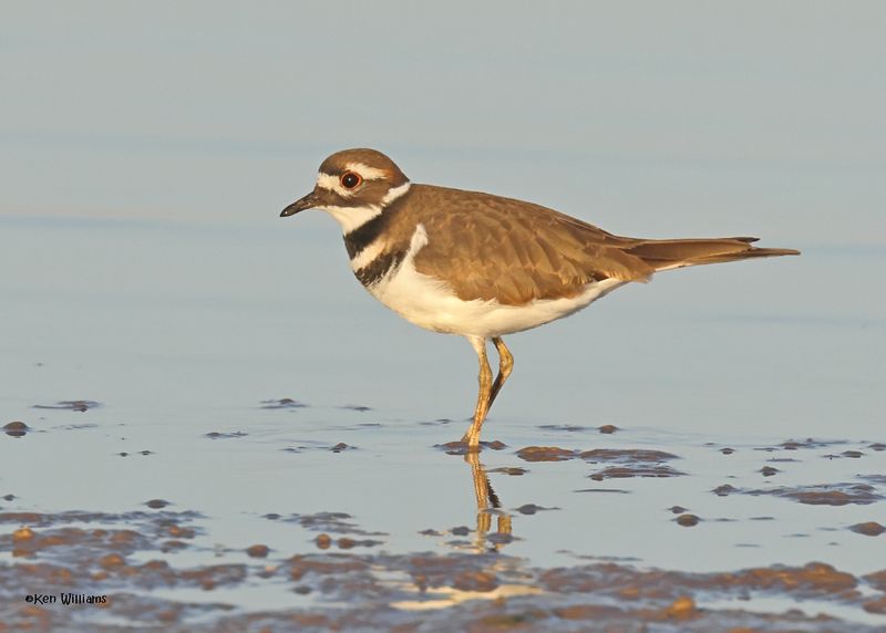 Killdeer, Oologah Lake, OK, 10-3-2024_1362z.jpg