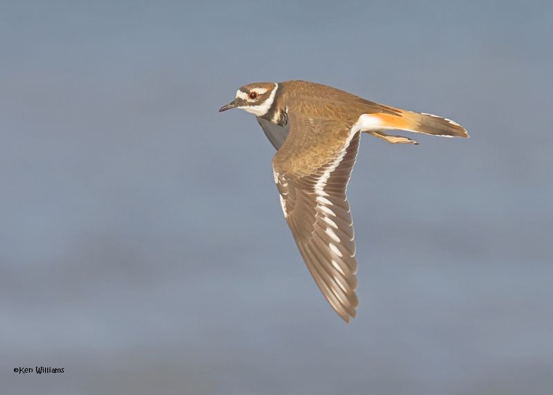 Killdeer, Oologah Lake, OK, 9-19-2024_6966z.jpg