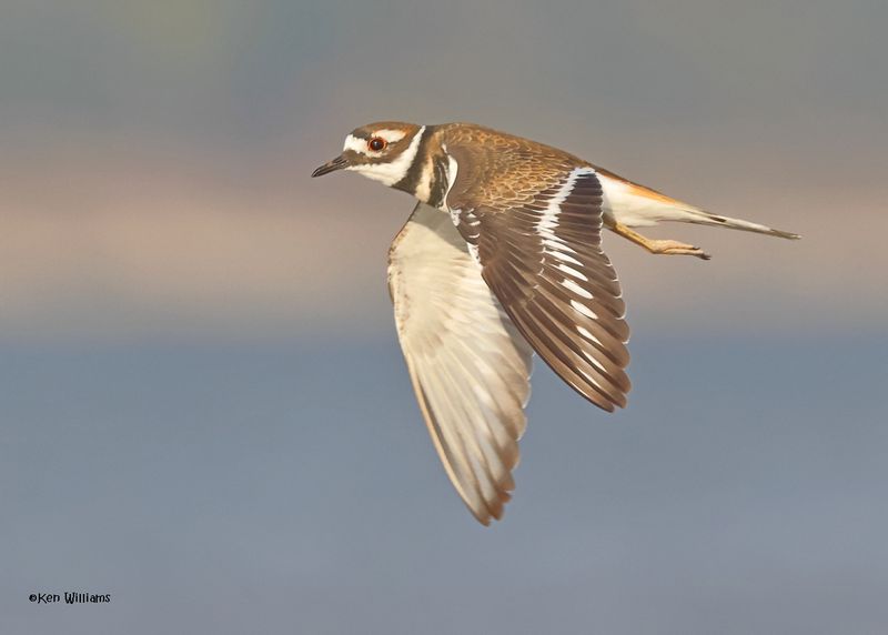Killdeer, Oologah Lake, OK, 9-19-2024_6987z.jpg