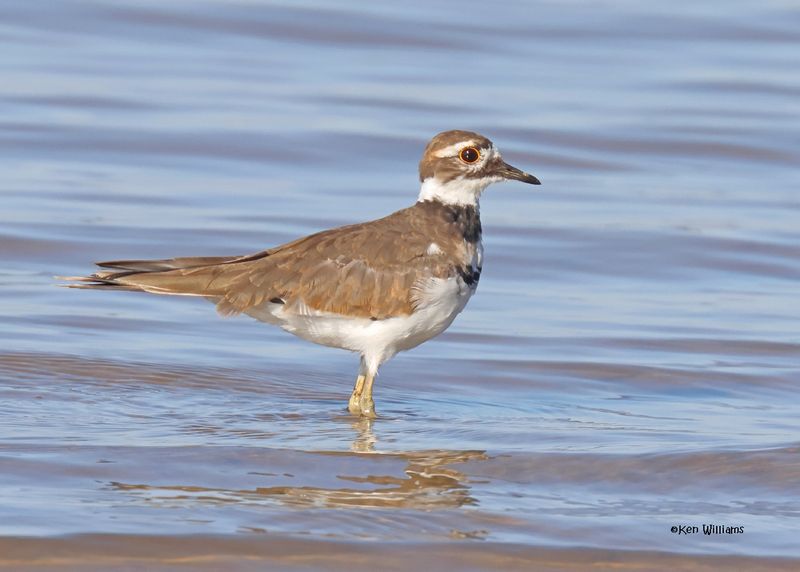 Killdeer, Oologah Lake, OK, 9-25-2024_8759z.jpg