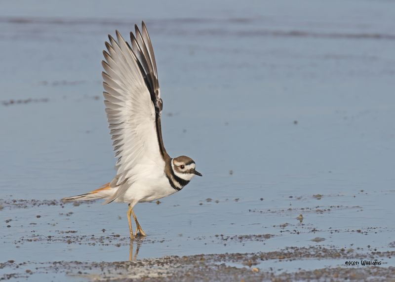 Killdeer, Oologah Lake, OK, 9-28-2024_0620z.jpg