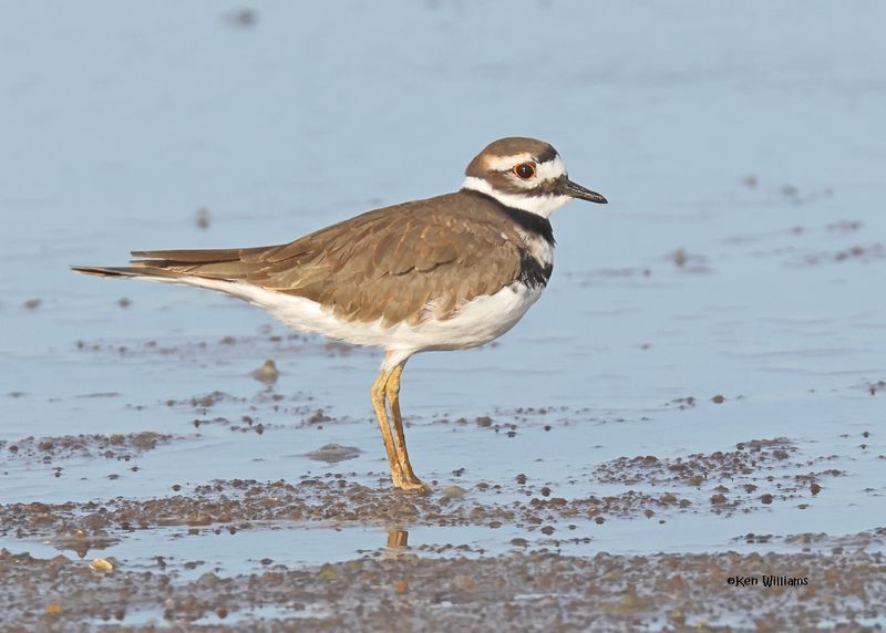 Killdeer, Oologah Lake, OK, 9-28-2024_0627z.jpg